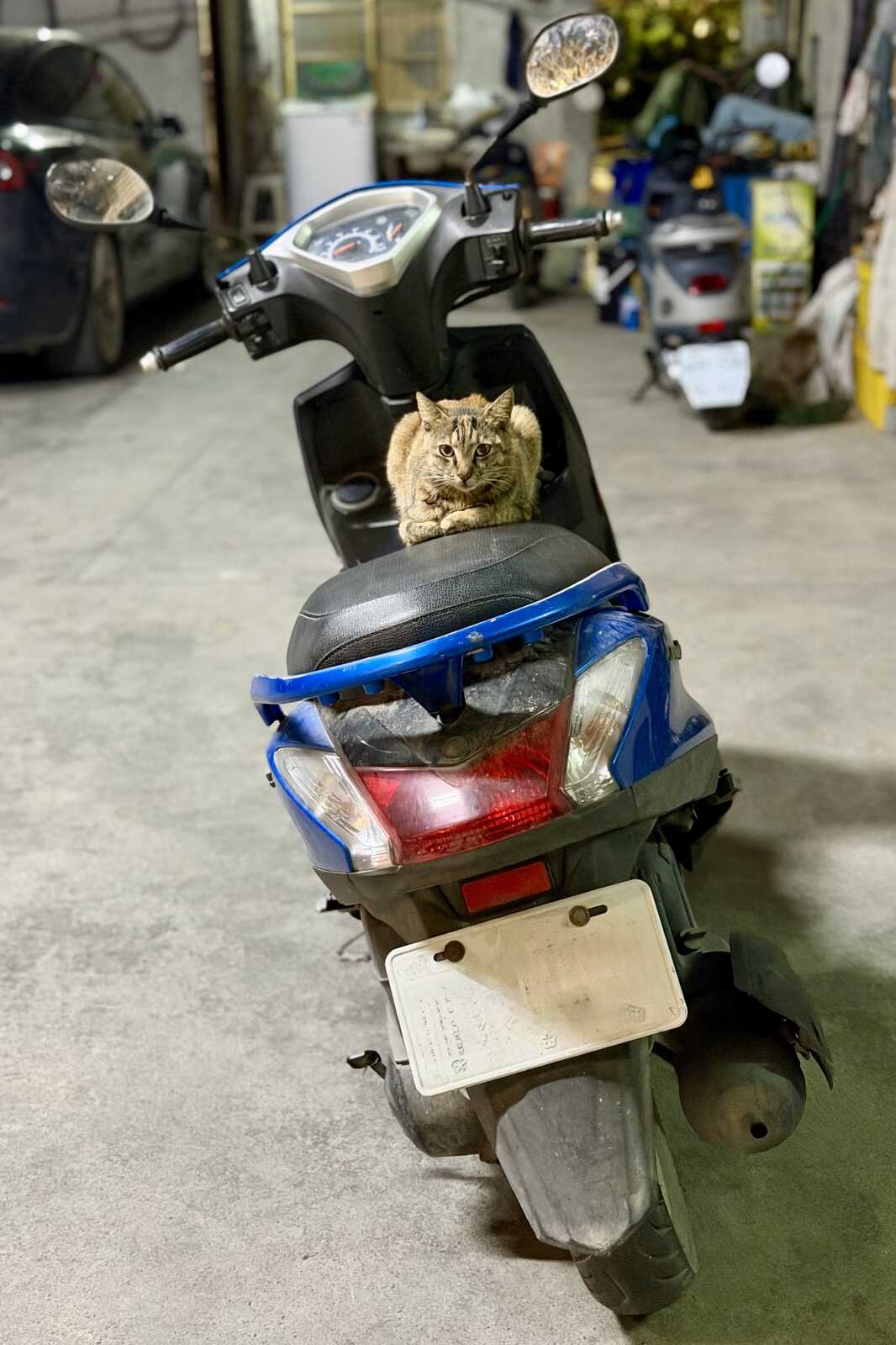 Cat comfortable on a scooter in a garage