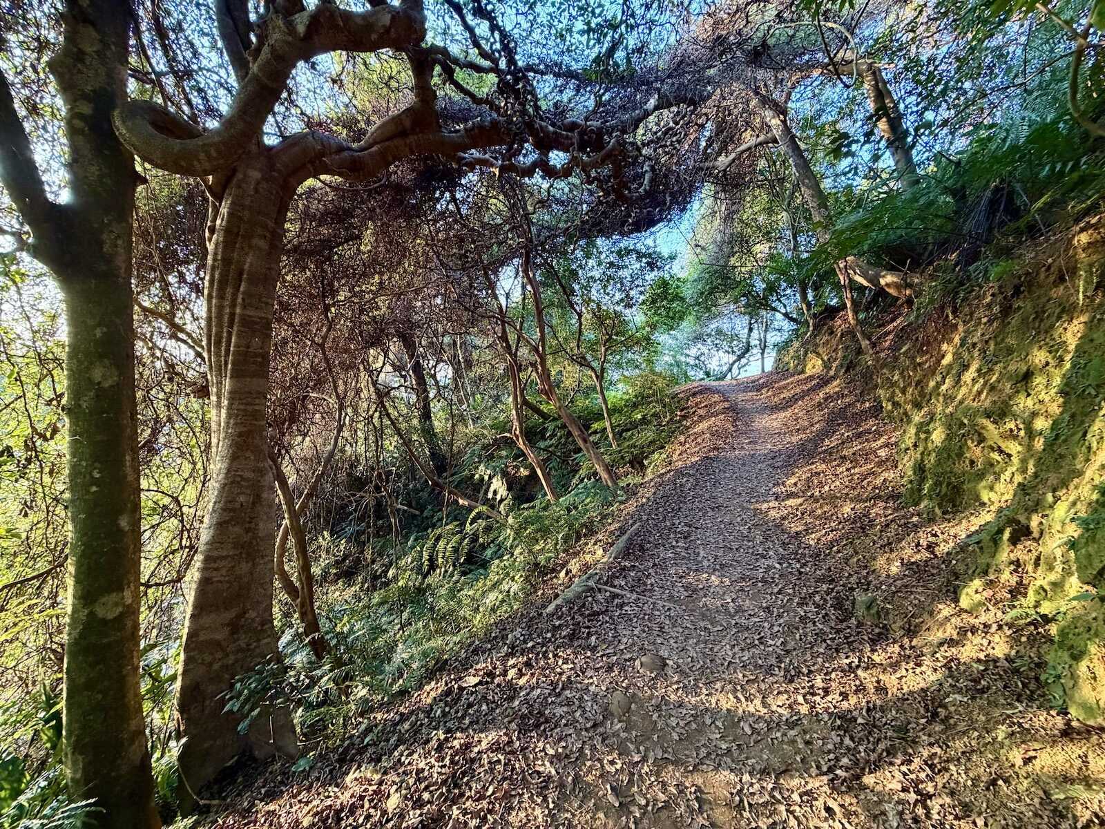 Hiking on a leaf-covered path through the woods, golden sunlight forming shadows